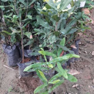Cây mắc ca giống