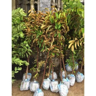 Vú sữa cây choai trồng nhanh cho quả , cây đẹp, giống chuẩn