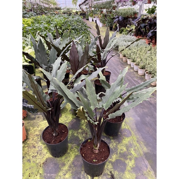 Chậu cứng alocasia purple sword, cao từ 80cm