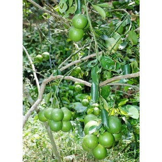 Cây giống Chanh Giấy Limca