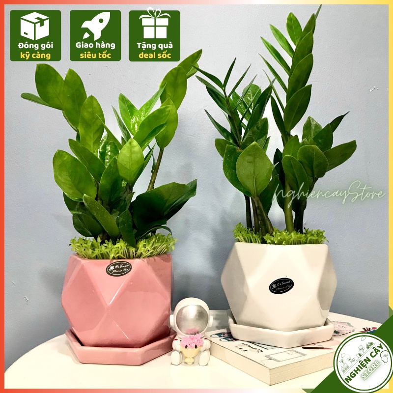 Cây kim tiền chậu men lạnh gắn đĩa để bàn làm việc, quầy thu ngân, làm quà tặng may mắn hút tài lộc