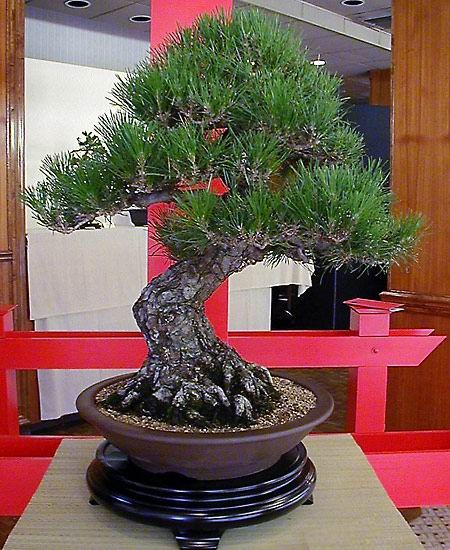 COMBO 3 cây giống TÙNG LA HÁN - CÂY BONSAI - SIÊU ĐẸP GIÁ SIÊU RẺ
