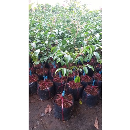 CÂY GIỐNG KHẾ CHUA SIÊU TRÁI