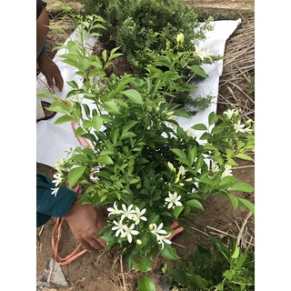 5 Cây hoa nguyệt quế