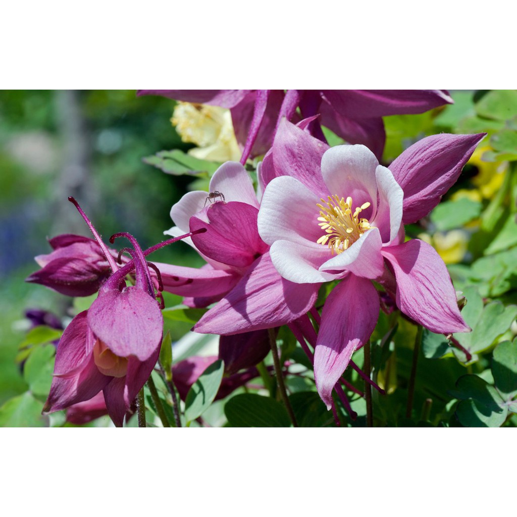 Hạt Giống Hoa Lan Chuông (Bồ Câu) 50 Hạt