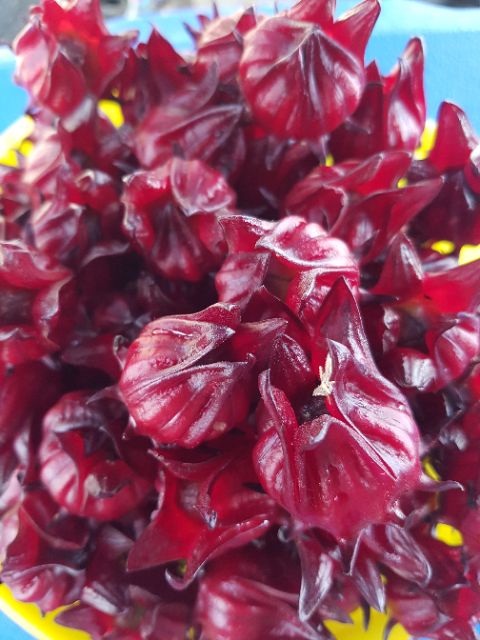 Hạt giống hoa atiso đỏ 100g