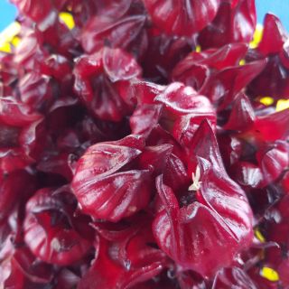 Hạt giống hoa atiso đỏ 100g