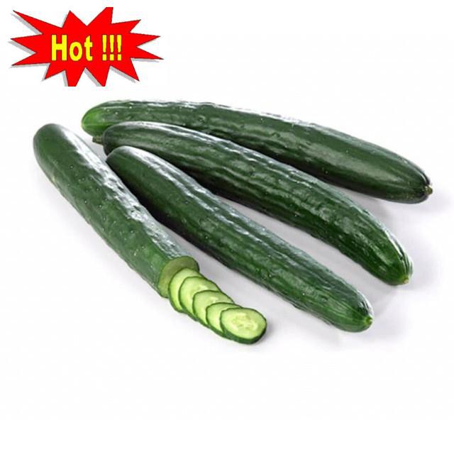 🍀HẠT GIỐNG DƯA CHUỘT KIẾM🍀 DƯA LEO NHẬT NẢY MẦM TRÊN 90%
