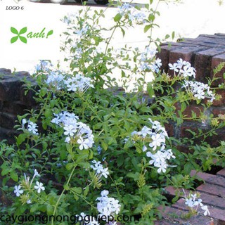 Gói 30 Hạt Giống Hoa Thanh Xà Bạch Xà Mix