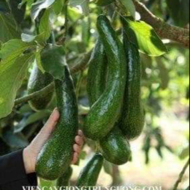 CÂY GIỐNG BƠ 034
