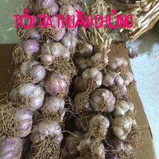 TỎI TÍA THUẦN CHỦNG