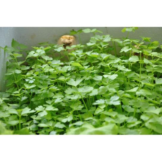 Hạt Giống Ngò Rí Rau Mùi  - Thơm ngon - MUA 3 TẶNG 1 CÙNG LOẠI KHUYẾN MẠI TRONG 1 NGÀY