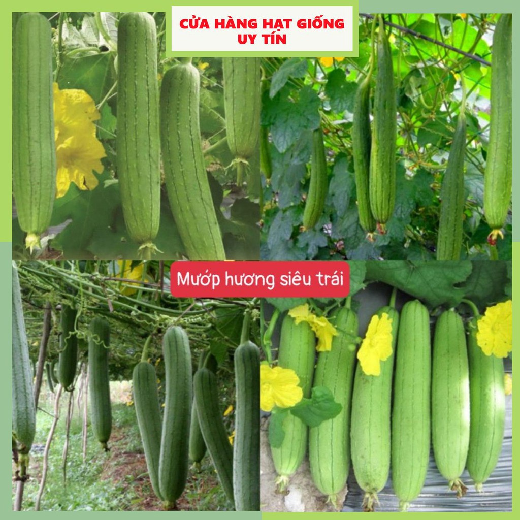 Hạt Giống Mướp Hương F1 Loại dễ trồng siêu trái năng suất cao kháng sâu bệnh [ Gói 50gram,100gram,200gram]