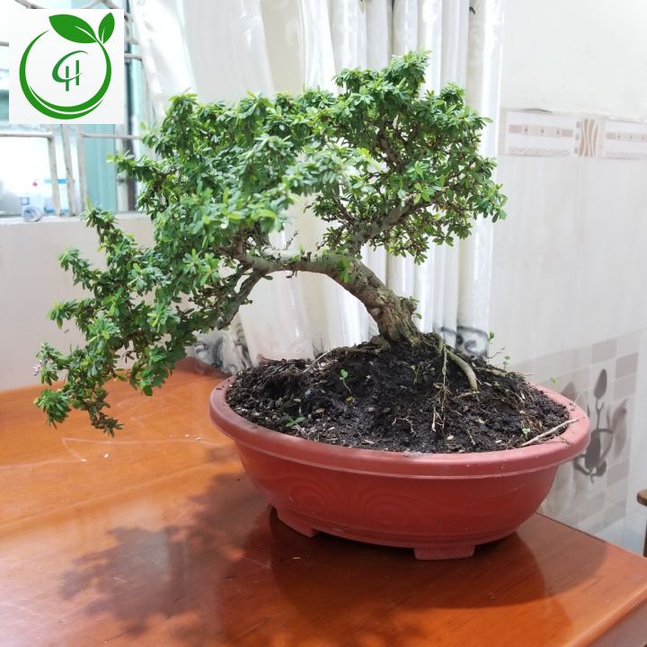 Cây Linh Sam Hạt Gạo_Hoa Tím Lá Rí_Dáng Bonsai_Gốc To Siên