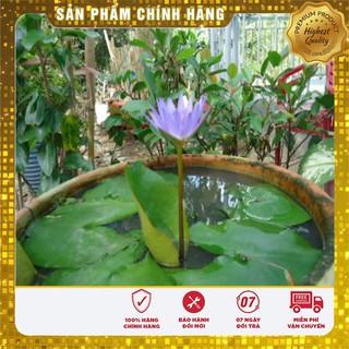 Hạt Giống Súng Nước Mini Thái Lan(05 hạt)