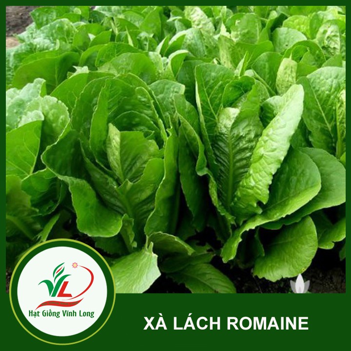 Hạt giống Xà lách Romaine - 2g