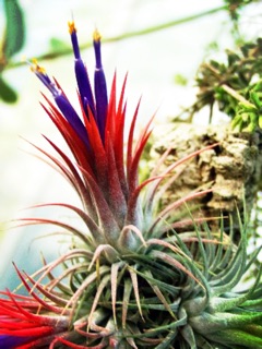 Cây Không Khí Thạch Thảo( Tillandsia Ionantha)
