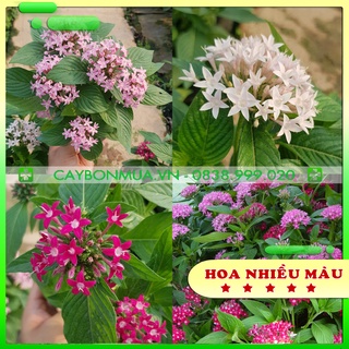 [SO HOT] Cây Hoa Diễm Châu siêu đẹp được lựa chon màu Trắng/ Đỏ/ Hồng, bịch đen cao 15-20cm.