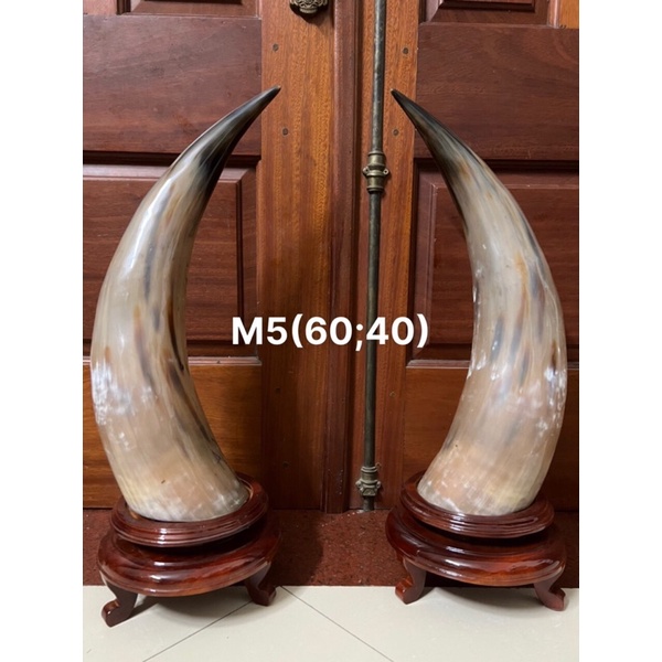 Combo 2 Đồ trang trí phòng khách đẹp. Cặp sừng trâu nguyên bản + đế gỗ. Kích thước như trên hình