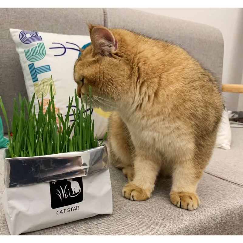 Cỏ Mèo Tự Trồng Cat Star - 1 Gói