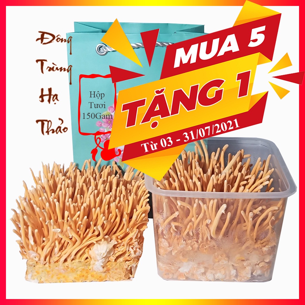 Đông trùng hạ thảo tươi - Hộp tươi đông trùng hạ thảo 140Gam | BigBuy360 - bigbuy360.vn