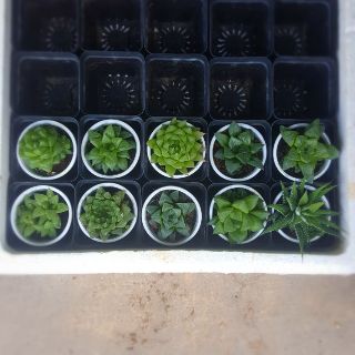 Combo Sen đá guốc mini mix 4cm-6cm Đà Lạt