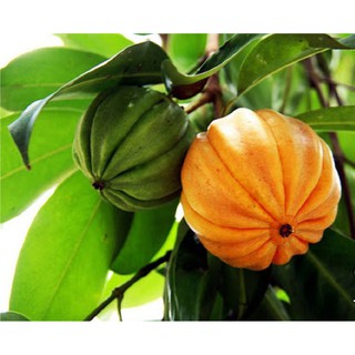 cây Tai Chua ( Bứa Cọng) giống