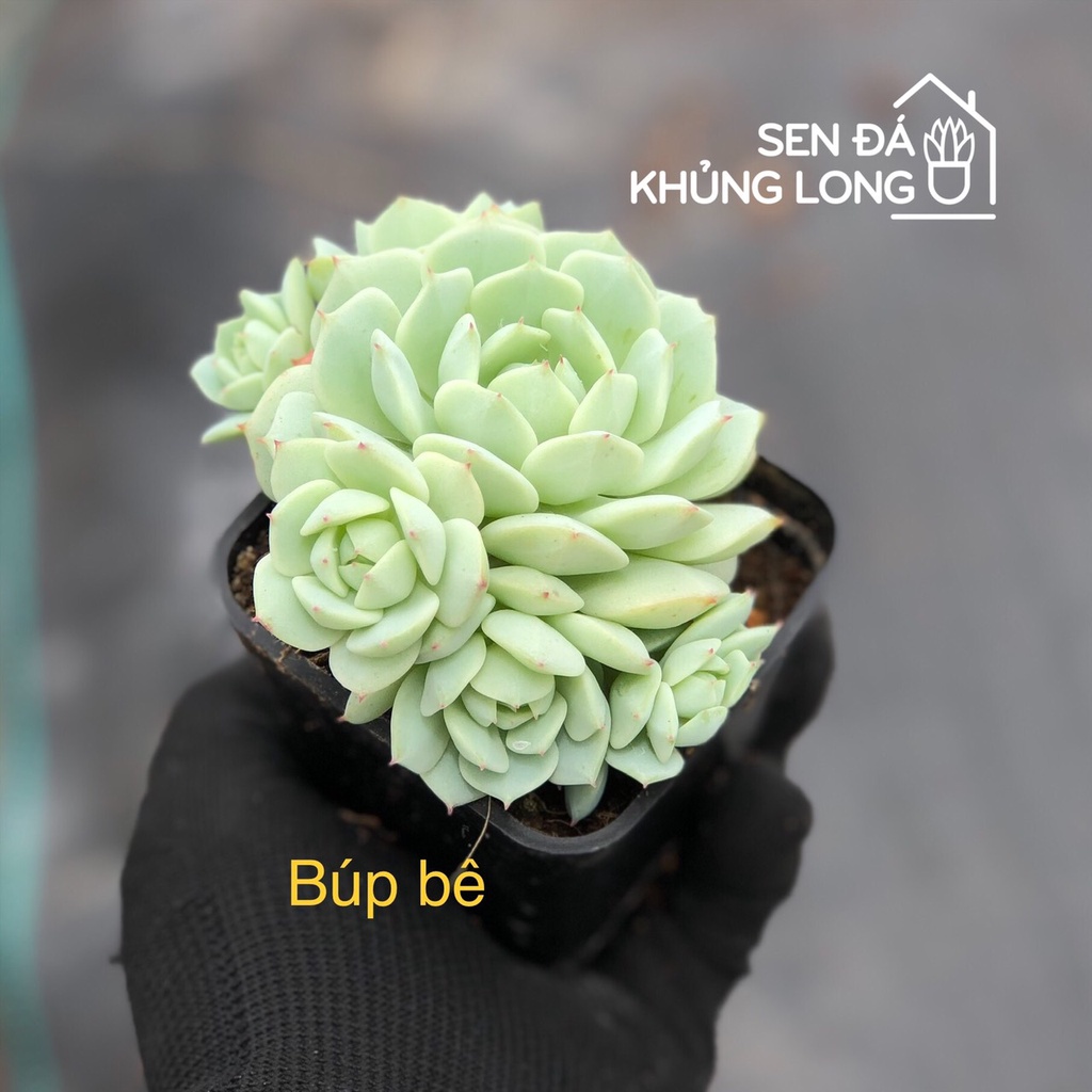 Sen đá Búp Bê - echeveria derenbergii