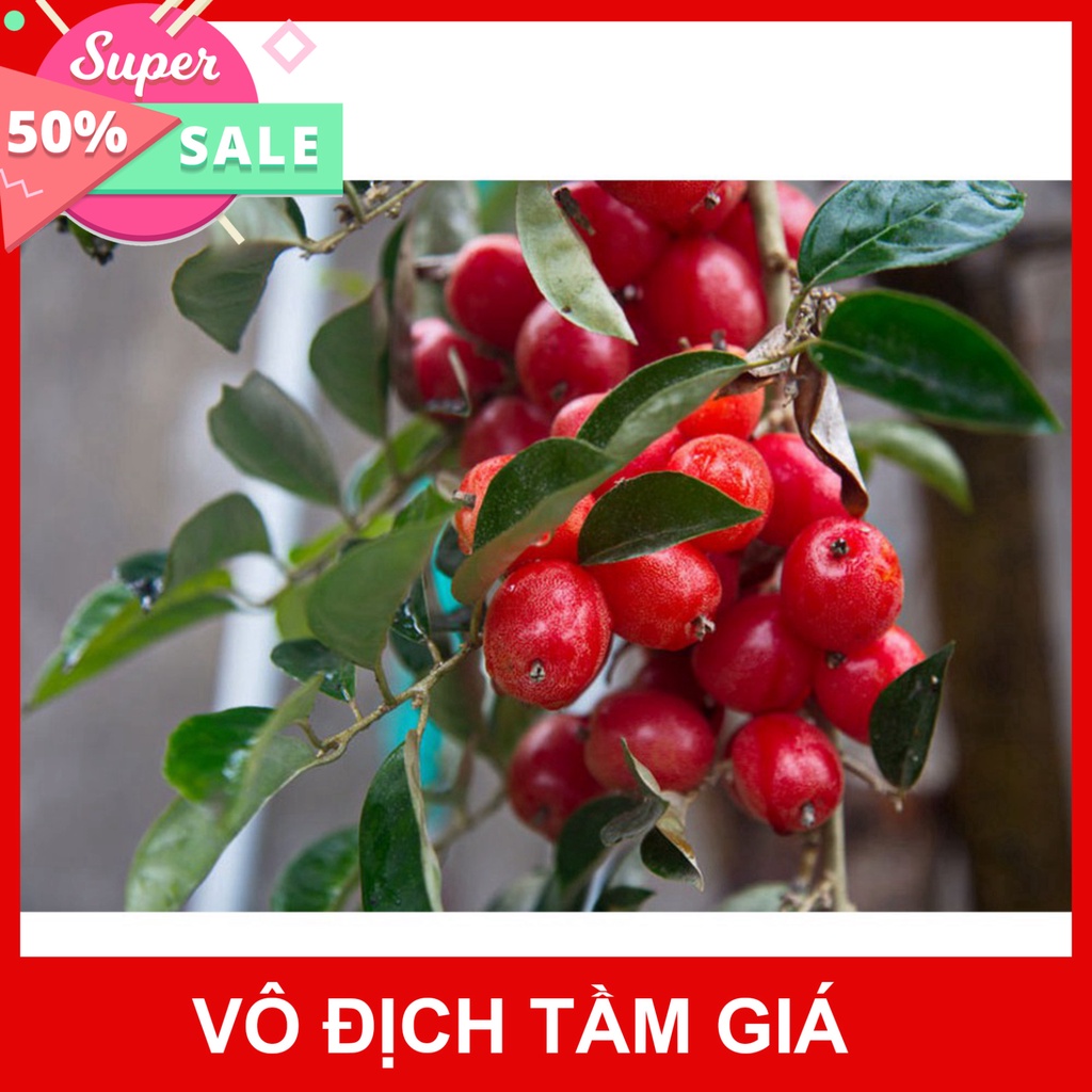 Free Ship Cây Nhót Siêu Ngọt - Phủ Xanh Việt Nam