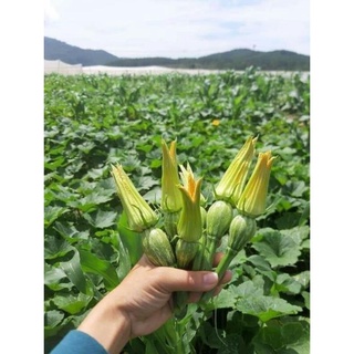 hạt giống bí siêu nụ 10h