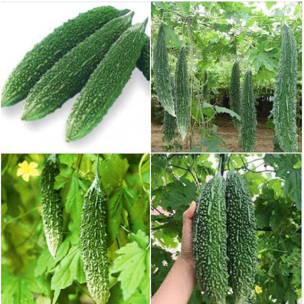 Hạt Giống Mướp Đắng/ Khổ Qua Oganic