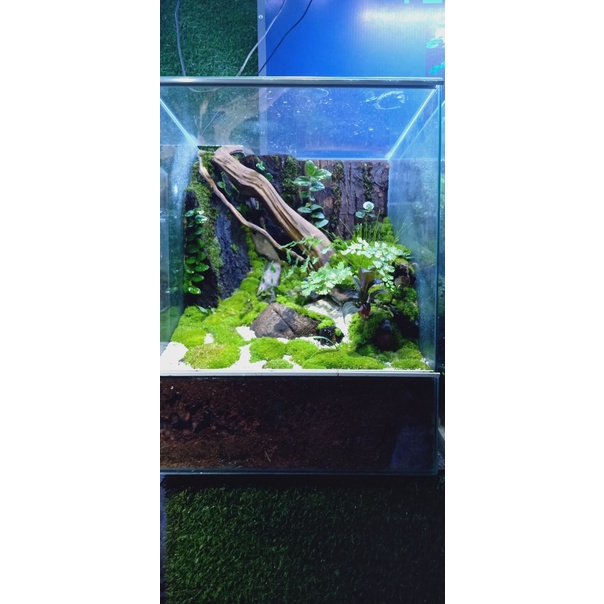 RÊU CỎ ĐẮP CHẬU BOSAI VÀ SETUP BỂ TERRARIUM