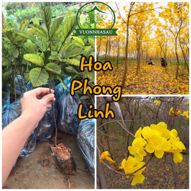 Cây Giống Hoa Phong Linh vàng