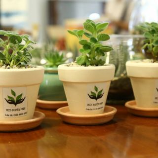 Cây sen đá lá thơm, cây nhất mạt hương
