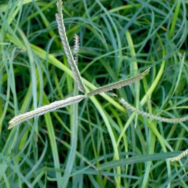 Mần trầu khô đẹp 100g