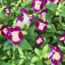 Hạt giống hoa mắt nai (hoa tô liên/ torenia) 15 hạt