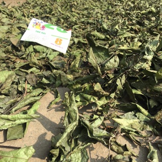 Xạ cành loại thái lát (Xạ mỡ)