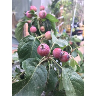 Táo đỏ cherry đang trái chi chít