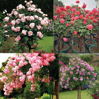 SIÊU HOT - BỘ 10 gói Hạt giống hoa hồng thân gỗ Đủ màu