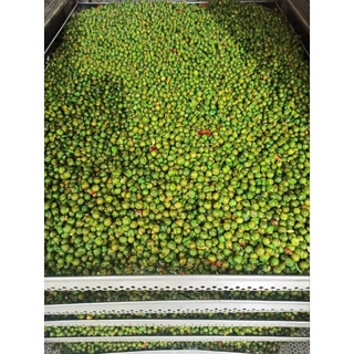500gr ĐẬU HÀ LAN TỎI ỚT