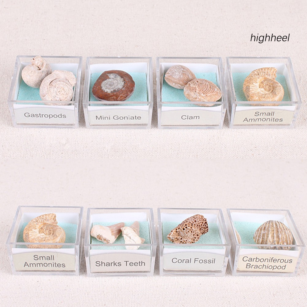 Đá hóa thạch ammonite nhiều hình dạng cho sưu tầm