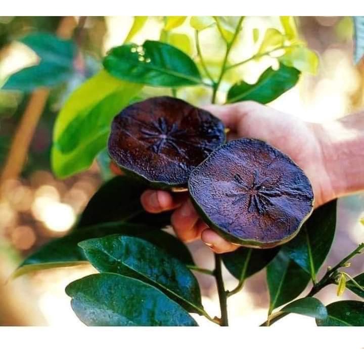 Cây giống hồng đen socola ( chuẩn giống F1 - cây ghép)