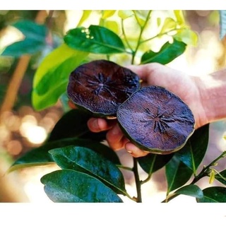 Cây giống hồng đen socola