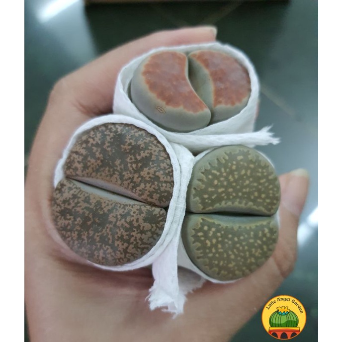 [VIP] 1 sen mông, lithops, thạch lan size từ 2.7cm - 3.2cm | giao màu ngẫu nhiên