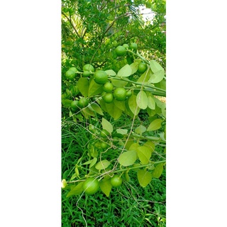 Cây giống Chanh Giấy Limca ( giống chuẩn cây chiết)