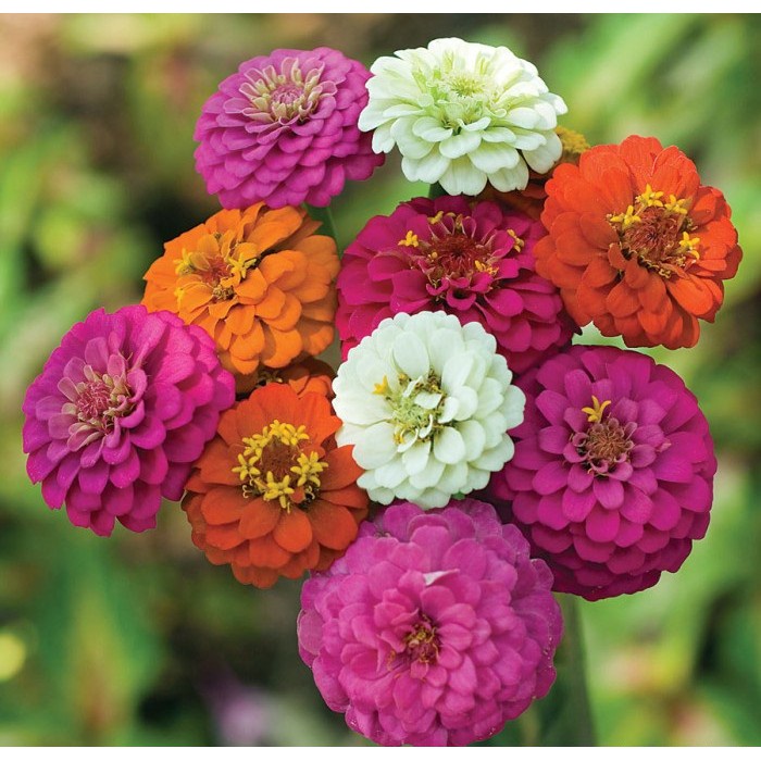 100H  - #Hạt_Giống_Cúc_Nhi_Nha_Kép_Mix ( tặng kèm kích mầm và phân bón )