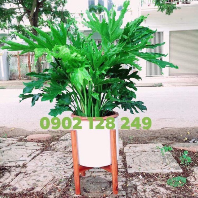 Kệ gỗ size chậu phi 25