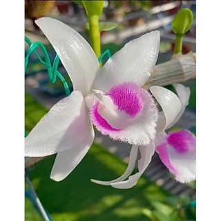 Hoa phong lan mua 3 🎁 thêm 1 phi điệp 5 cánh trắng ho
