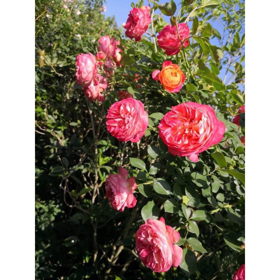 cây giống hoa hồng leo pháp, có 20 mặt hoa mixx màu + Tặng 01 cây dâu da đất( bòn bon)