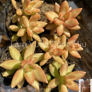 Sen Đá Cam 🍊🍊🍊 Size Bầu và Size Trung